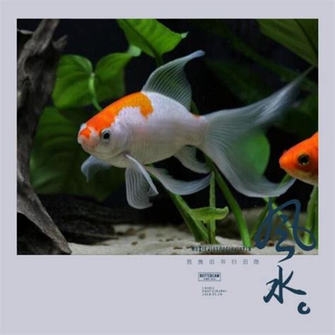 風水養魚|養魚風水指南：位置高度與飼養條數 